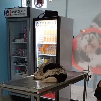 Karadeniz Hayvan Hastanesi Canın Kıymeti Yok!