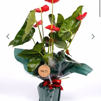 Taze Çiçek Yanıltıcı Görsel, Hastalıklı Çiçek Gönderimi