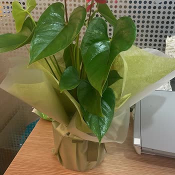 Taze Çiçek Yanıltıcı Görsel, Hastalıklı Çiçek Gönderimi