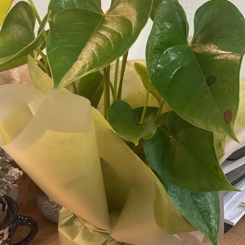 Taze Çiçek Yanıltıcı Görsel, Hastalıklı Çiçek Gönderimi