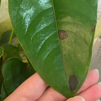 Taze Çiçek Yanıltıcı Görsel, Hastalıklı Çiçek Gönderimi