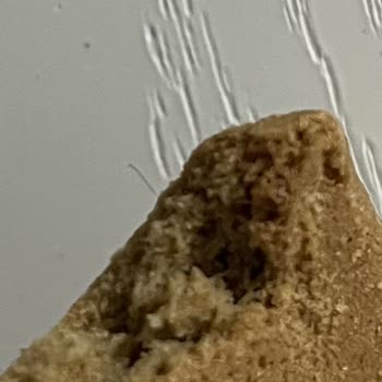 ebebek Bisküvide Kıl Çıktı