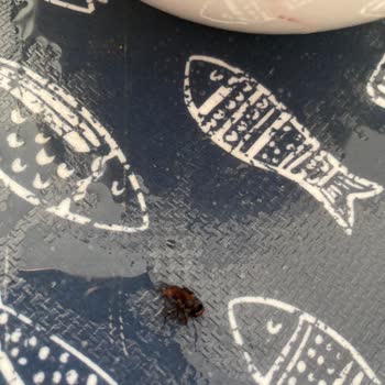 Metro Market Ancora Karadut Suyundan Çıkan Arkadaş