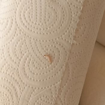 Komili Yuvam Kurtlu Kağıt Havlu