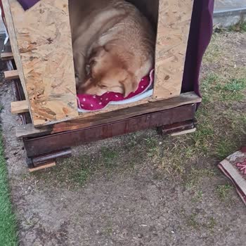 Çankaya Belediyesi Olmadı Bu Yaptığınız Bu Mübarek Günlerdir Sesiz Dilsiz Canlara