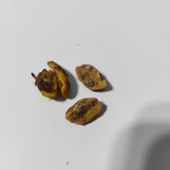 Gold Harvest Kuruyemiş Master Nut Siirt Fıstığından Kurt Çıktı