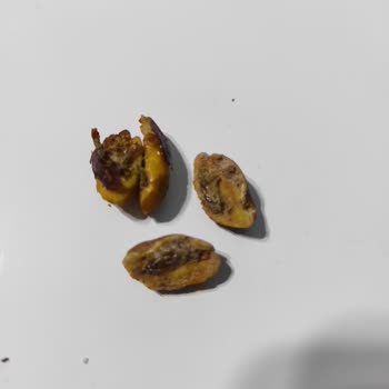 Gold Harvest Kuruyemiş Master Nut Siirt Fıstığından Kurt Çıktı