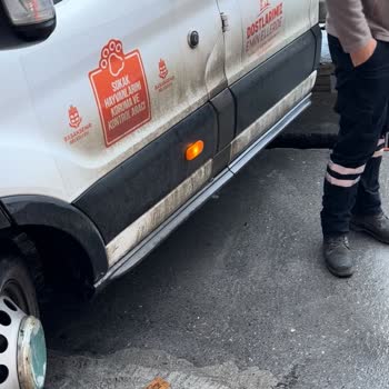 Başakşehir Belediyesi Kayıp Köpeğim Pablo İçin Yardım Talebi