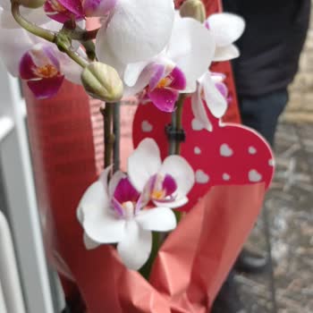 Taze Çiçek Sayfası Müşteriyi Mağdur Ediyor