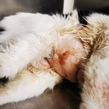 Veteriner Medikal Park Para İçin Hayvan Öldürüyorlar