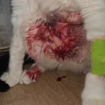 Veteriner Medikal Park Para İçin Hayvan Öldürüyorlar