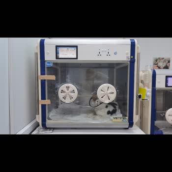 Veteriner Medikal Park Para İçin Hayvan Öldürüyorlar