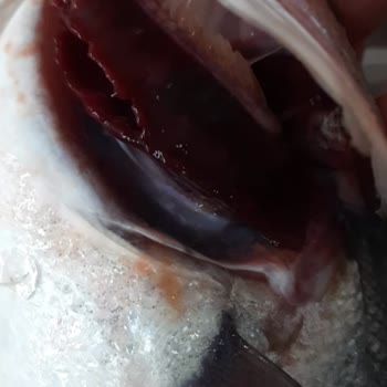 Carrefour SA Bozuk Balık Satışı