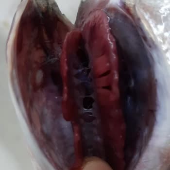 Carrefour SA Bozuk Balık Satışı