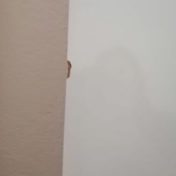 Trendyol Hasarlı Üründen Kaynaklı Tamamen Müşterinin Mağdur Olması.
