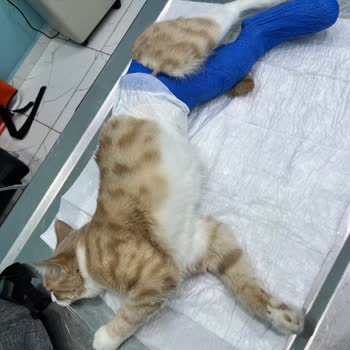 Vsm Hayvan Hastanesi Ankara Bağlıca'da Yaşanan Olay!