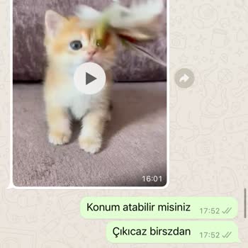 Fulya Kedi Köpek Mağazası Fulya Petshop Kedi Satma Amacıyla İnsanların Paralarına El Koyuyor