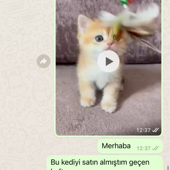 Fulya Kedi Köpek Mağazası Fulya Petshop Kedi Satma Amacıyla İnsanların Paralarına El Koyuyor