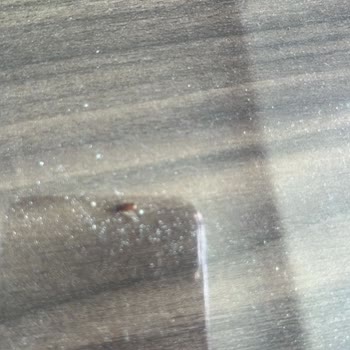 Sinangil Tam Buğday Unun Da Böcekler Dans Ediyor