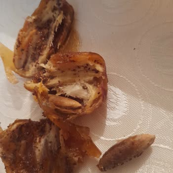 Makbul Kurtlu Hurmaları İnsan Sağlığını Tehlikeye Atıyor