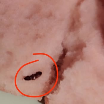 Seyhanlar Market (Bursa) Seyhanlar Market Ekmekten Böcek Çıktı