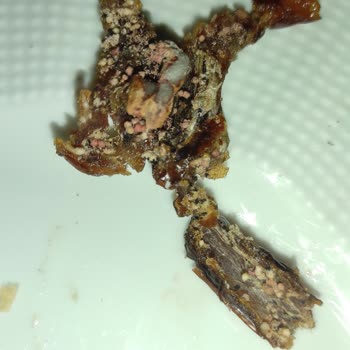 BİM List Nuts Mebrum Hurma