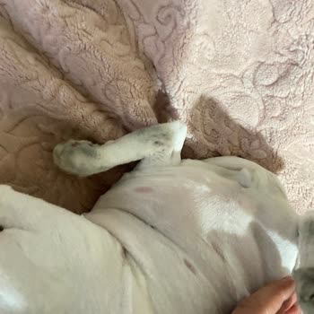 Eskişehir Veteskop Veteriner Kliniği Hayvan Sağlığına Zararlı Şeyler Yapıyor