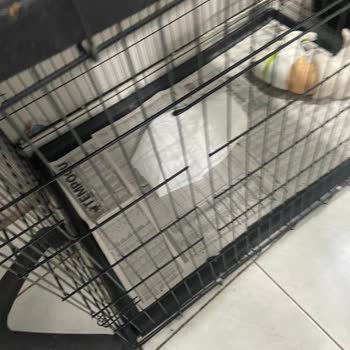 Eskişehir Veteskop Veteriner Kliniği Hayvan Sağlığına Zararlı Şeyler Yapıyor