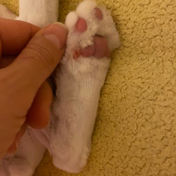 Veteskop Veteriner Kliniği İlgisiz Sorumsuz Ve Bilgisizler