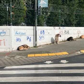 Avcılar Belediyesi Tahtakale Mahallesi Başıboş Hayvan Sorunu