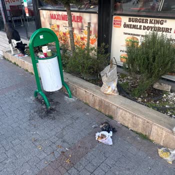 Avcılar Belediyesi Tahtakale Mahallesi Başıboş Hayvan Sorunu