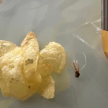 Lays Cips Paketinden Ne Olduğu Belli Olmayan Bir Şey Çıktı!