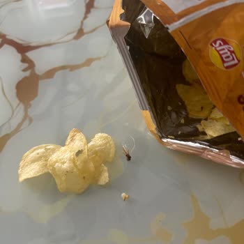 Lays Cips Paketinden Ne Olduğu Belli Olmayan Bir Şey Çıktı!