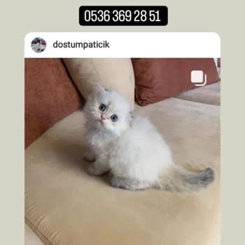 Dostumpaticik (Instagram) Hayvan Sahiplendirme Sürecinde Yaşanan Mağduriyet