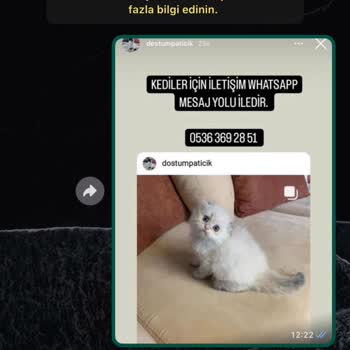 Dostumpaticik (Instagram) Hayvan Sahiplendirme Sürecinde Yaşanan Mağduriyet