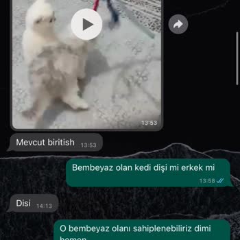 Dostumpaticik (Instagram) Hayvan Sahiplendirme Sürecinde Yaşanan Mağduriyet