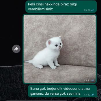 Dostumpaticik (Instagram) Hayvan Sahiplendirme Sürecinde Yaşanan Mağduriyet