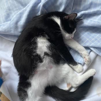 Çekmeköy Belediyesi Geçici Hayvan Bakım Evi