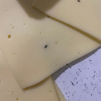 Hakmar Peynirinde Beklenmedik Misafir!