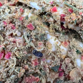 PekFood Lahmacundan Böcek Çıktı