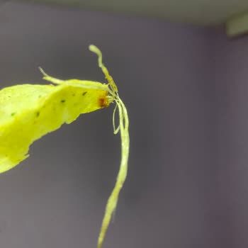 Lays Cipsleri Zararlı Ve Özensiz