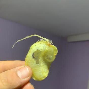 Lays Cipsleri Zararlı Ve Özensiz