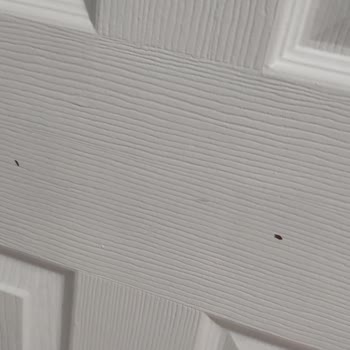 Polisan X1 Panel Kapı Boyası Pişmanlıktır