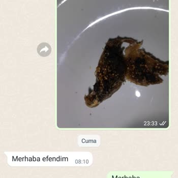 Malatya Pazarı Palancı Kuruyemiş Malatya Pazarı Çürük Ürün Gönderimi