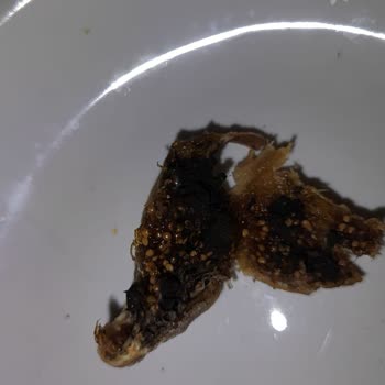 Malatya Pazarı Palancı Kuruyemiş Malatya Pazarı Çürük Ürün Gönderimi