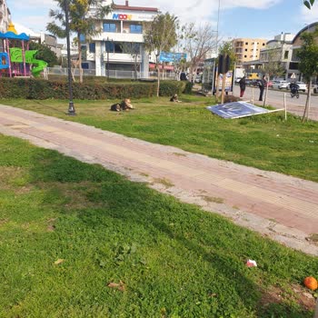 Antalya Muratpaşa Belediyesi Sokak Köpekleri Şahıs Saldırması