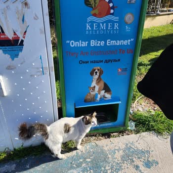 Kemer Belediyesi Kedi Mama Kutuları