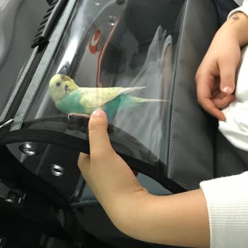 SunExpress Hava Yolları Havayolu Şirketi Kuralları Ve Kurallardan Bağımsız İşleyiş