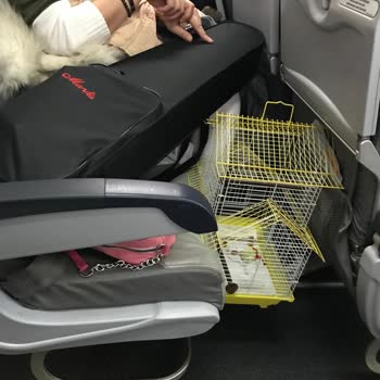 SunExpress Hava Yolları Havayolu Şirketi Kuralları Ve Kurallardan Bağımsız İşleyiş