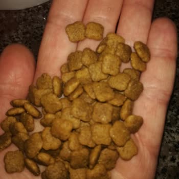 Royal Canin Kitten, Orijinal Olmayan Kuru Mama Epttavm Den